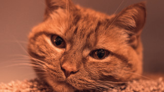 Sad cat on rug tiltshift - a sad look free wallpaper