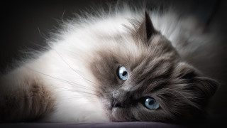 Cat blue eyes bed portrait - a blanket free wallpaper