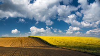 Yellow flowers dirt road mountain - beautiful free wallpaper for desktop