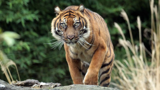 Tiger rocky forest bamboo motion - a tiger free wallpaper