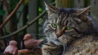 Cat green eyes fence bird - neoplasticism free wallpaper