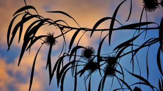Bamboo leaf plant silhouette moon - thin free wallpaper