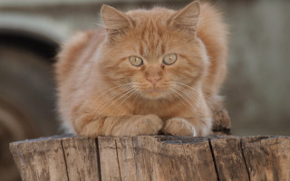 Cat stump sad neoplasticism tone - neoplasticism free wallpaper