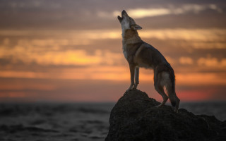 Dog rock sunset clouds wildlife - caspar wolf free wallpaper