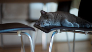 Cat chair stilllife blurry depthoffield - its head on free wallpaper