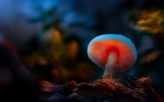 Mushroom red center woods night - a mushroom free wallpaper