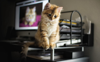 Cat desk monitor keyboard blurry - a mouse free wallpaper