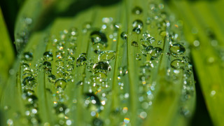 Green leaf water droplets macro 5 - water droplet free wallpaper