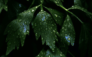Green leaf water droplets macro 38 - the background of the image free wallpaper
