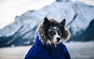 Dog blue jacket mountain lake - a lake in the foreground free wallpaper