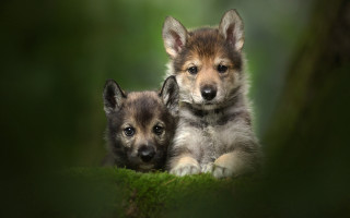 Puppies shiba inu grass outdoors - a blurry background of the grass free wallpaper