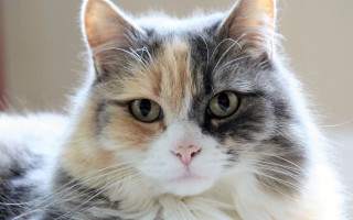 Cat white brown black nose - nose free wallpaper