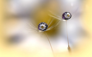 Dandelions yellow tabletop macro photography - art photography free wallpaper for desktop