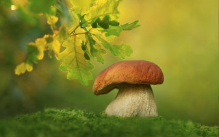 Mushroom green field tree leaves - a mushroom free wallpaper