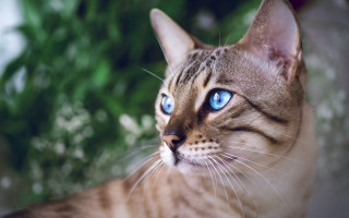 Cat blue eyes nature background - the distance free wallpaper