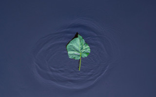 Leaf water circular design minimalism - circular free wallpaper