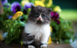 Kitten flowers blue eye blurry - animal free wallpaper
