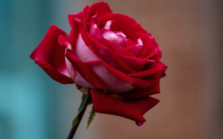 Red rose vase macro blurry 2 - a single red rose free wallpaper