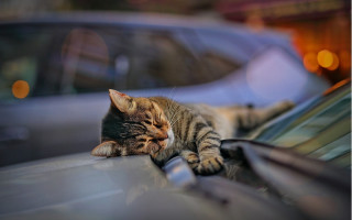 Cat car building bokeh blurry - a car in the background free wallpaper