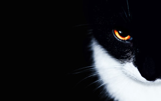 Black white cat orange eyes - sinister free wallpaper