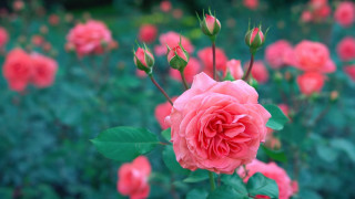 Pink rose blooming green leaves - a pink rose free wallpaper