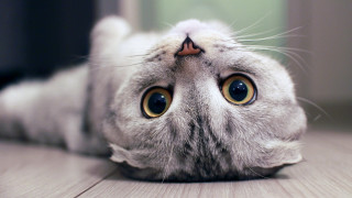 Cat back floor looking up - its eye wide open free wallpaper