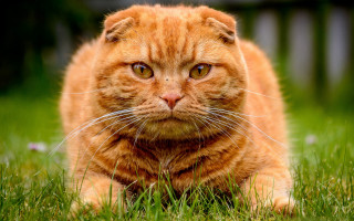 Sad cat in grass shaded - carlos catasse free wallpaper for desktop
