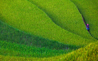 Lush green field hillside people - dai xi free wallpaper