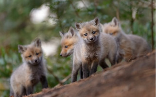 Foxes tree trunk forest bokeh - antipodean free wallpaper