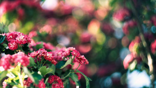 Pink flowers green leaves bokeh - the background and a blurry background free wallpaper