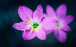 Flower purple butterfly yellow center - a yellow center in the center free wallpaper