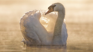 Swan water fog backlit beach - its head in free wallpaper