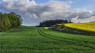 Green field trees blue sky 6 - the distance free wallpaper