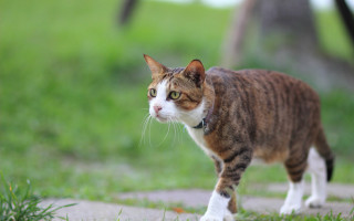 Cat dog park sidewalk bokeh - rayonism free wallpaper for desktop