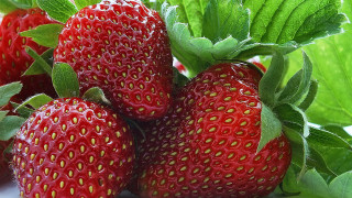 Strawberries green leaves food closeup - a green leaf free wallpaper