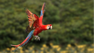 Red blue parrot green flower - parrot free wallpaper