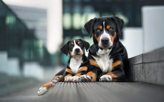 Dogs ledge building background focus - one dog free wallpaper