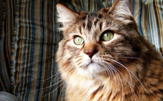 Regal cat green eyes couch - striped free wallpaper