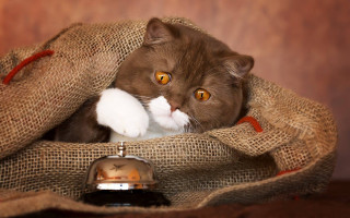 Cat sack bell oversized yellow - art informel free wallpaper