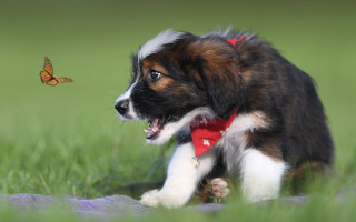 Puppy running butterfly grass sunny - a sunny day free wallpaper