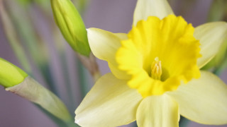 Yellow flower green stem purple - a purple background behind free wallpaper