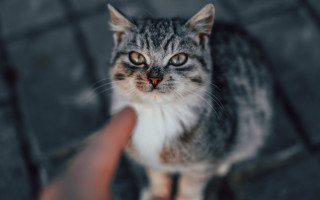Cat looking up hand holding - a hand free wallpaper