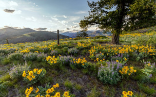 Wildflowers trees hillside mountains sunset - a hillside free wallpaper