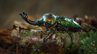 Green bug forest moss claissonism - thin free wallpaper
