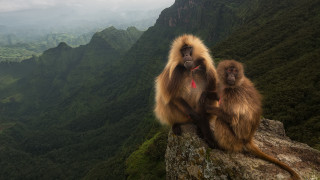Monkeys rock mountains valley background - a mountain range in the background free wallpaper