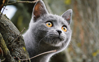 Cat yellow eyes tree branch - a branch in front free wallpaper