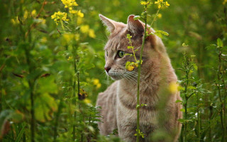 Cat field flower grass bush 3 - yellow flower free wallpaper