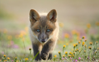 Small fox field flowers blurry - a small fox free wallpaper