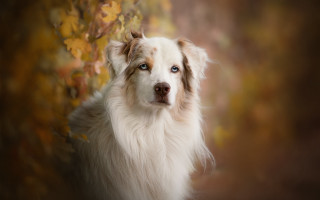 Dog blue eyes photorealistic autumn - a blurry background of leaves free wallpaper