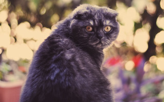 Black cat garden blurry background - a black cat free wallpaper